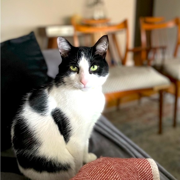 MEET THE POSHER - Picture 4 of 5